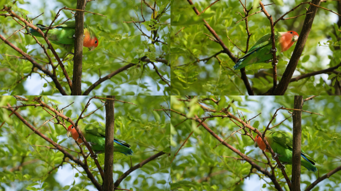 夏天夏至小暑大暑树上的鹦鹉绿色清新环境