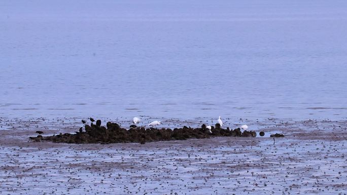 白斑黑鹀 雀 海边大白鹭捕鱼 觅食
