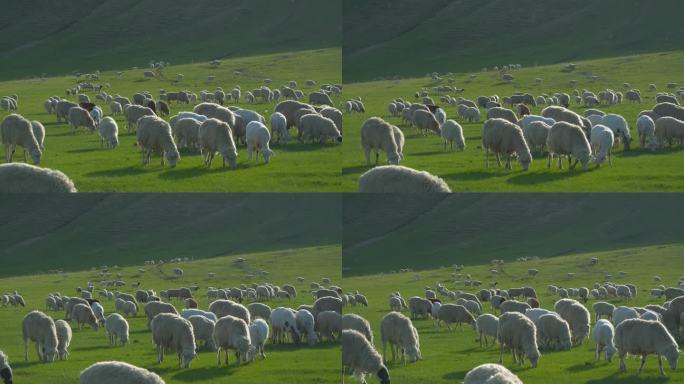羊群 羊 草原