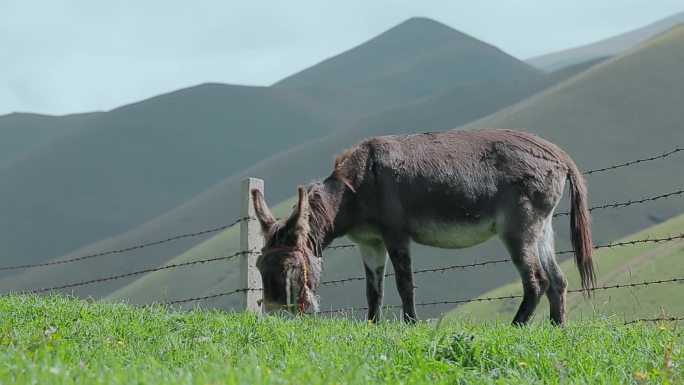 乡村振兴农业养殖视频草原牧区山坡吃草毛驴