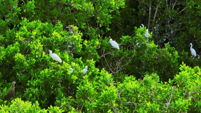 红树林 海边红树林 候鸟 栖息地航拍