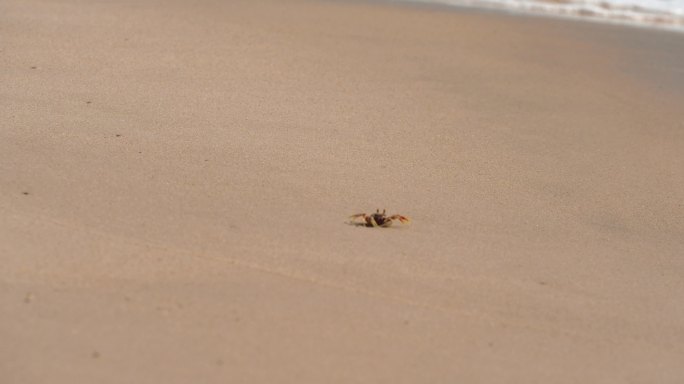 沙蟹海浪