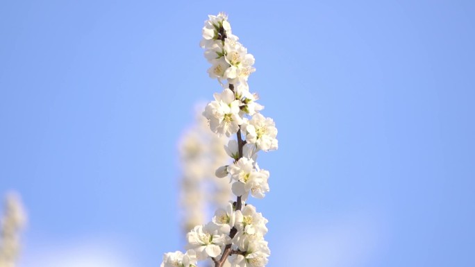 春天树枝上白色花
