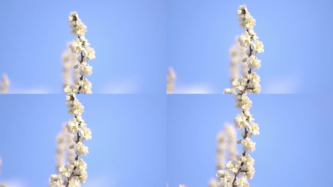 春天树枝上白色花