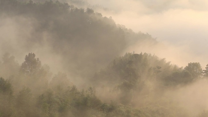 实拍次原始森林日出晨光云雾涌动