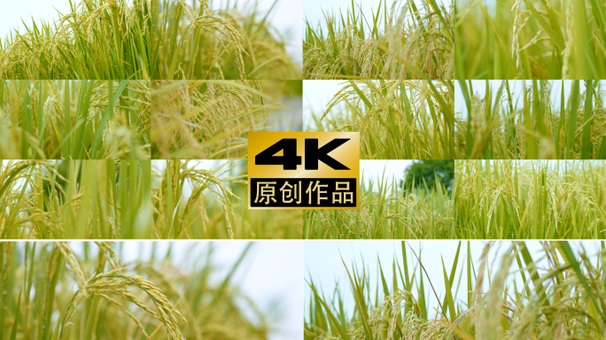 4k水稻生长稻穗特写稻谷大米农业稻田种植
