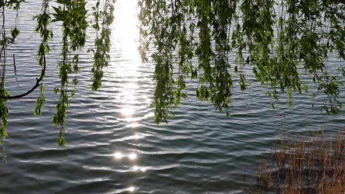 春天柳树下夕阳映照在湖面上