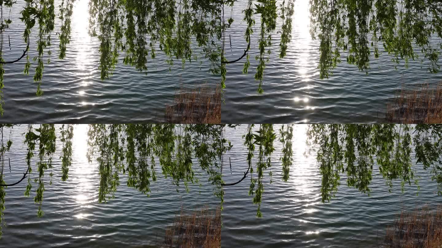 春天柳树下夕阳映照在湖面上
