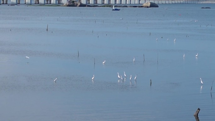 飞鸟 海面 跨海大桥