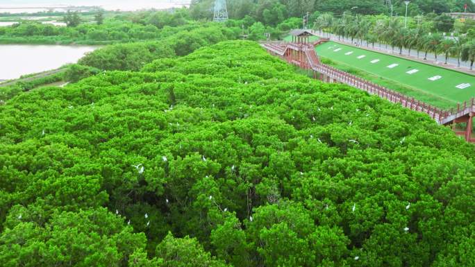 海边红树林 白鹭候鸟升格 栖息地航拍