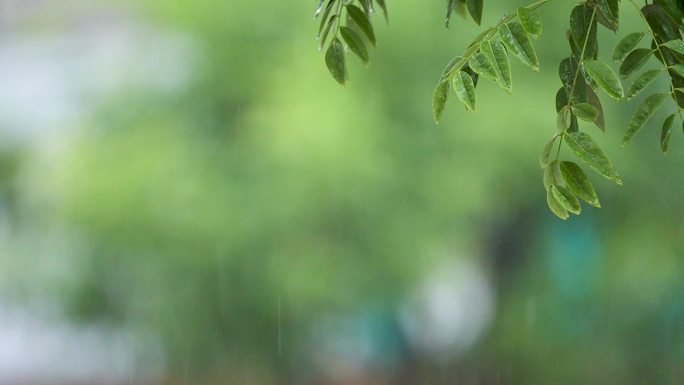 夏季雨天升格空镜头