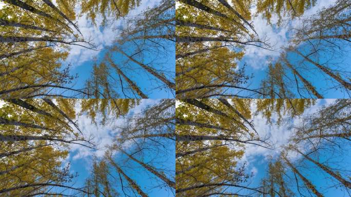 树林蓝天空镜头延时视频