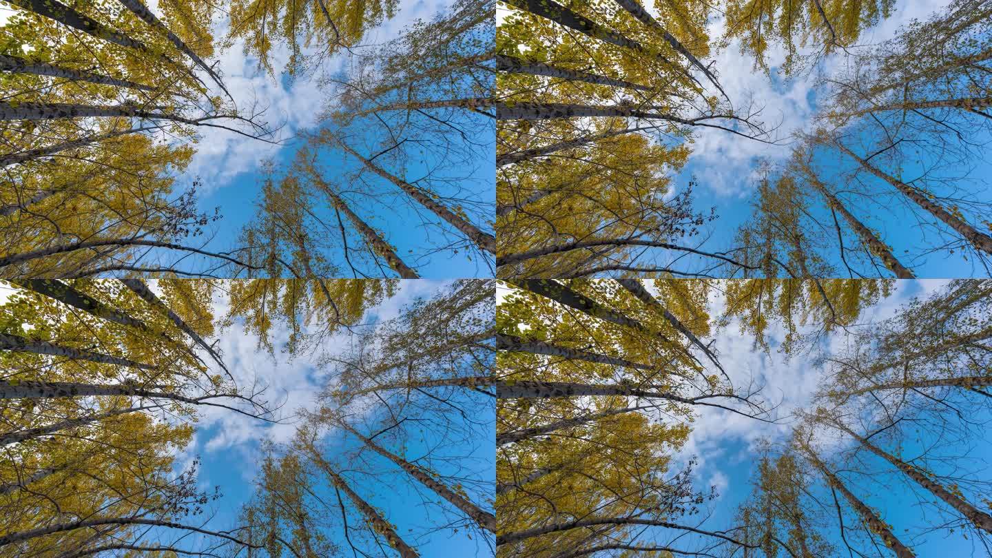 树林蓝天空镜头延时视频
