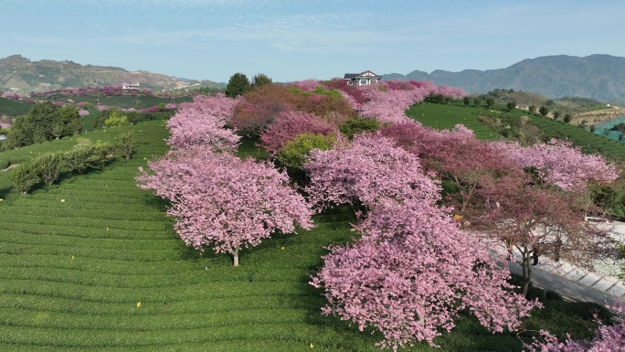 永福樱花