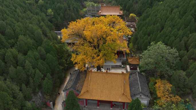 淌豆寺