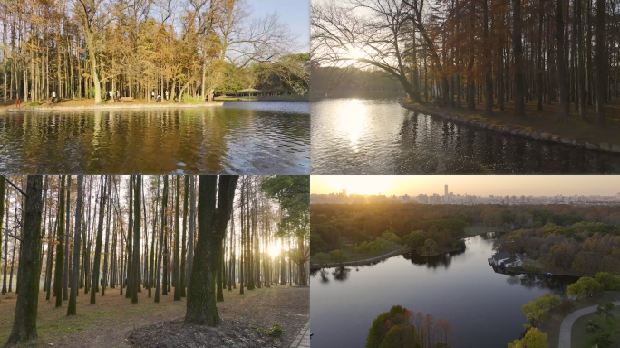 【4K60帧】上海共青国家森林公园航拍