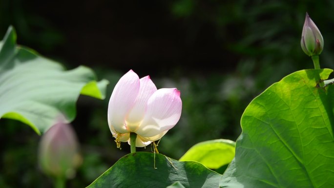 重庆北碚区歇马镇东风村白土坝社荷花盛开