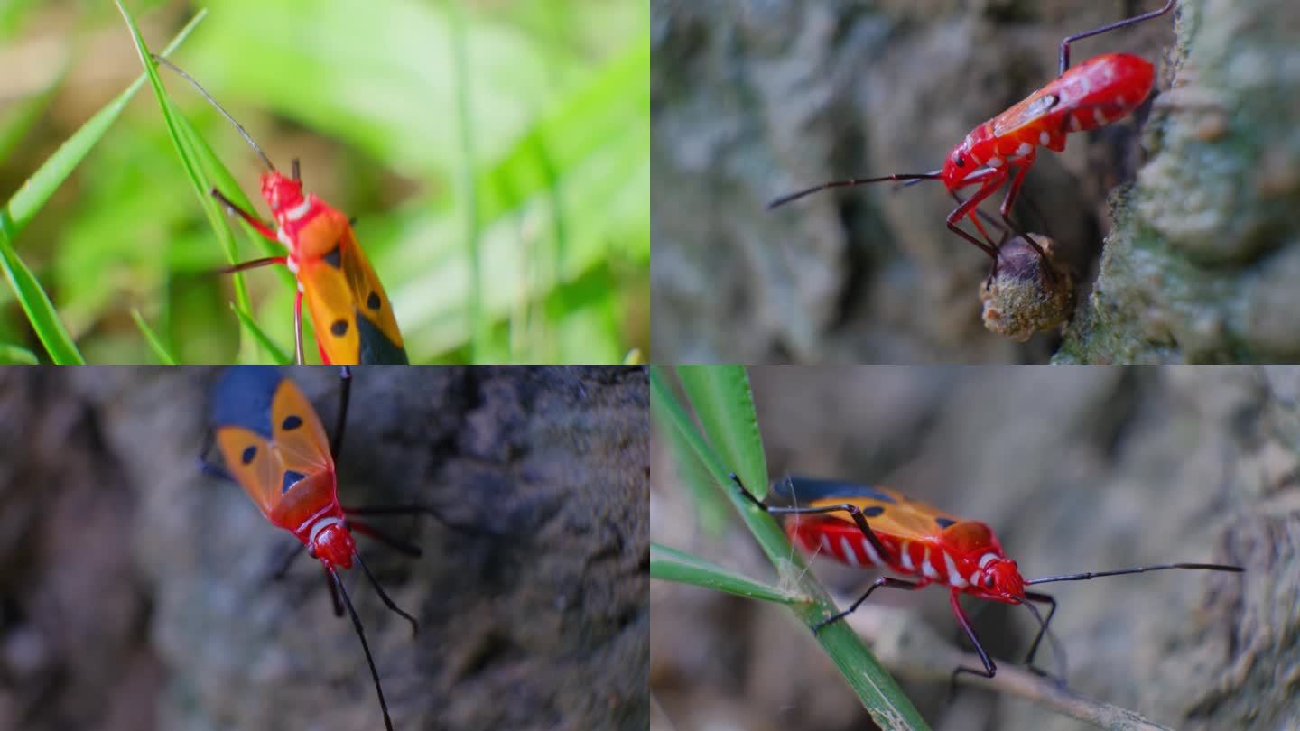 红蝽 星椿象 昆虫 微距