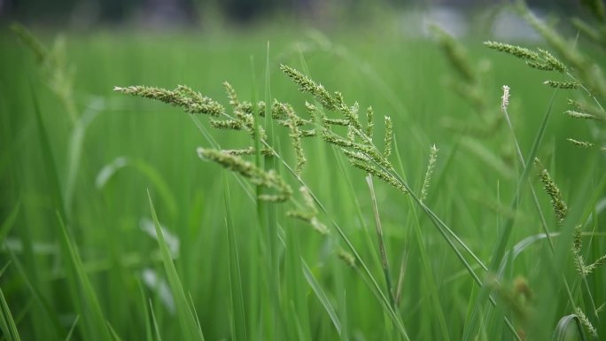 水稻田里的稗草 杂草