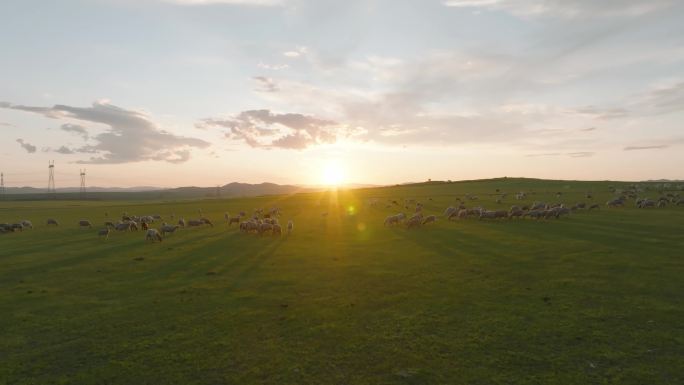 草地羊群航拍