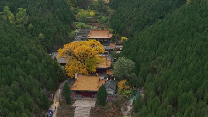 淌豆寺