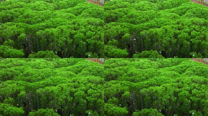 海边红树林 白鹭候鸟升格 栖息地航拍