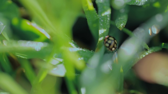 绿水青山生态和谐视频草丛昆虫微距镜头