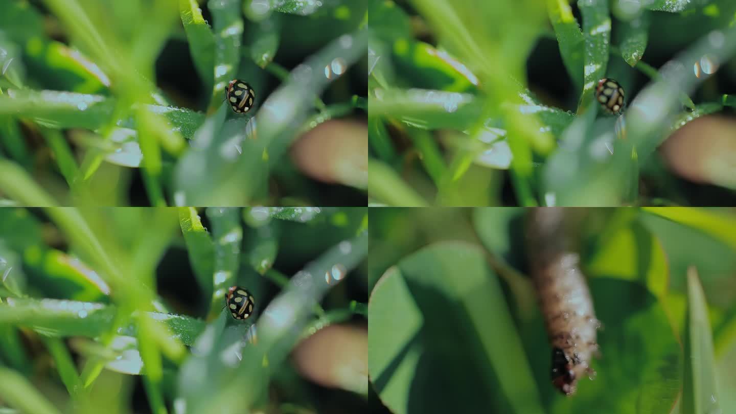 绿水青山生态和谐视频草丛昆虫微距镜头