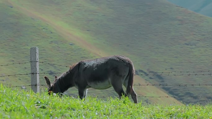 绿水青山农业养殖视频草原牧区山坡吃草毛驴