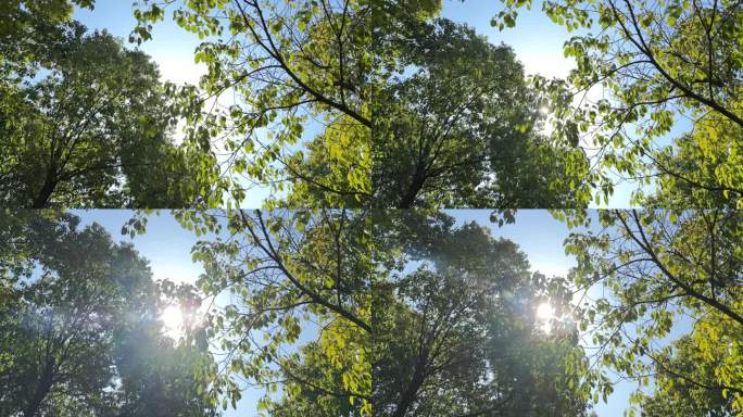 4K原创 阳光树叶视频素材