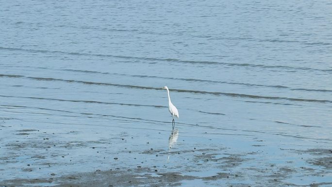 海边大白鹭捕鱼 觅食