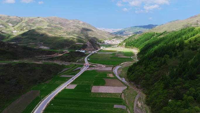 蒲麻镇砖塔寨村小麦基地2