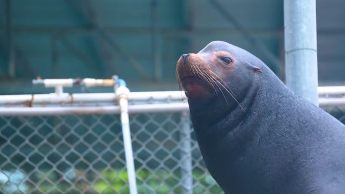 水下生物 白鲸 饲养员