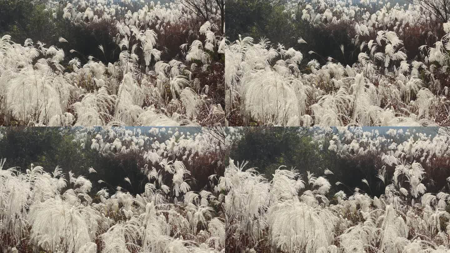 秋天秋风吹过田野白色芦花