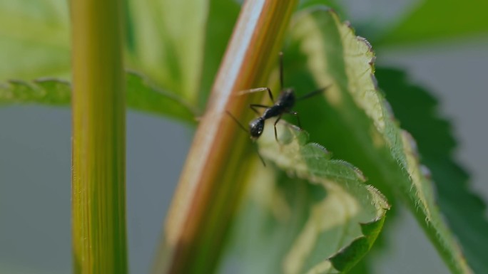 和谐自然视频谷蚂蚁昆虫微距唯美镜头