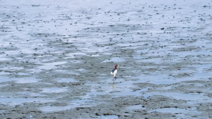 泥滩中的池鹭捕鱼 觅食