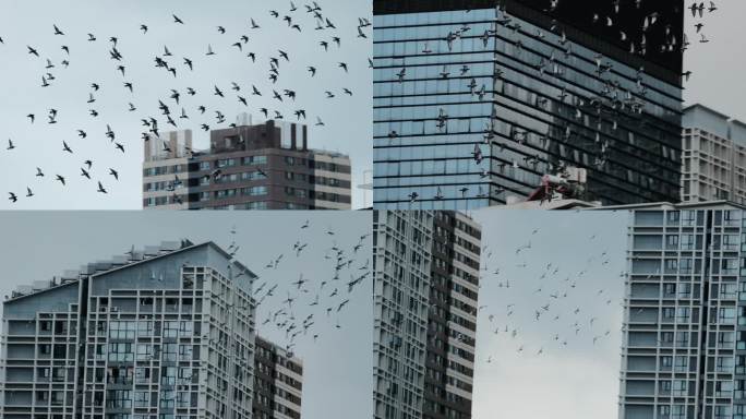 城市中的飞鸟鸽群