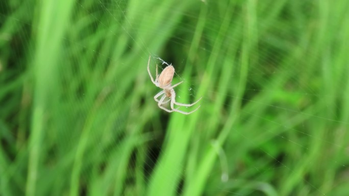 草丛小蜘蛛完成