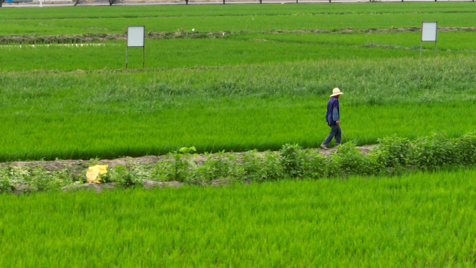 乡村振兴耕作灌溉劳动水稻田试验田田地农村