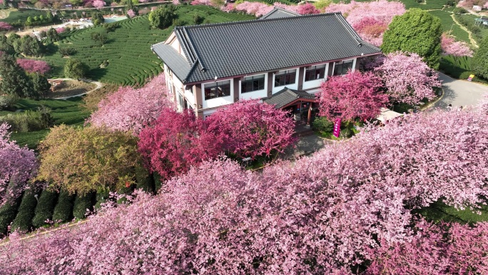 永福樱花