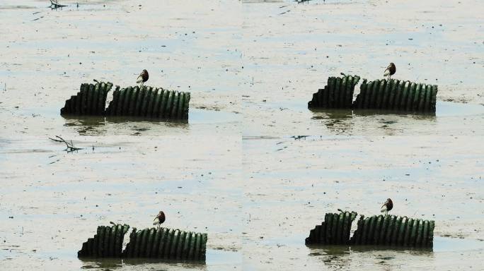 泥滩中的池鹭捕鱼 觅食