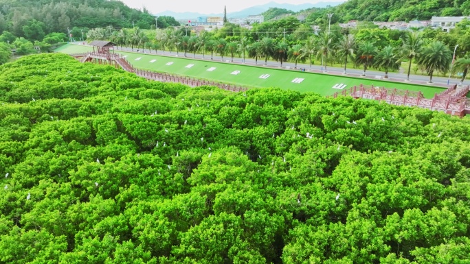 红树林 海边红树林 候鸟 栖息地航拍