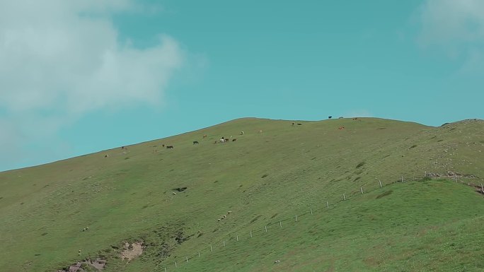 绿水青山农业养殖视频草原牧区山坡吃草牛羊