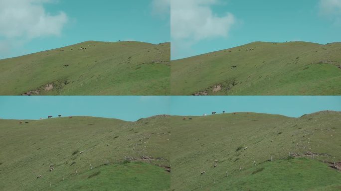 绿水青山农业养殖视频草原牧区山坡吃草牛羊