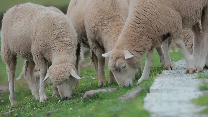乡村振兴农业养殖草原牧区山坡吃草羊群特写