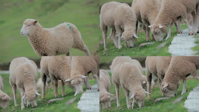 乡村振兴农业养殖草原牧区山坡吃草羊群特写