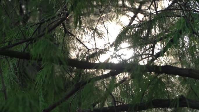 夏天树林树叶缝隙的阳光光晕空镜合集