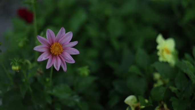 雨后花