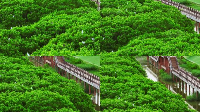 红树林 海边红树林 候鸟 栖息地航拍