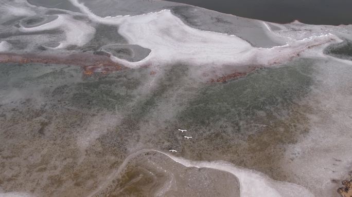 丹顶鹤在黄河三角洲冰面上空飞翔
